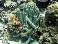 Porites astreoides