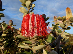 Banksia coccinea
