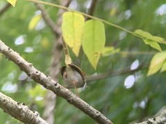 Orthotomus atrogularis