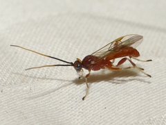 Aleiodes quebecensis