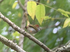 Orthotomus atrogularis