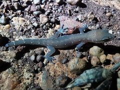 Dixonius
