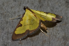 Goniorhynchus hampsoni