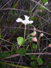 Xanthosia