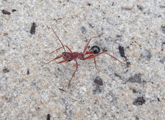 Myrmecia analis