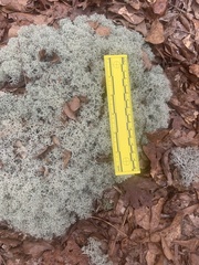 Cladonia evansii