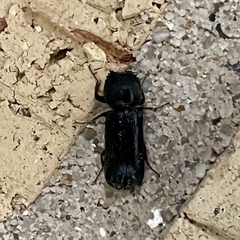 Bostrichidae