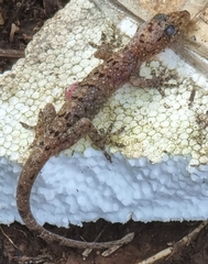 Gekko monarchus