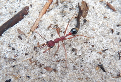 Myrmecia analis