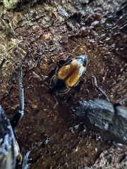 Lioschema rubrovaria