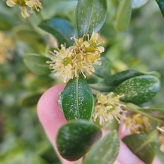 Buxus
