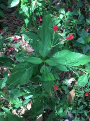 Ruellia brevifolia