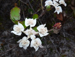 Xanthosia