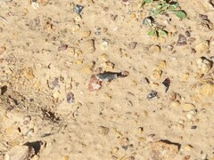 Paratettix mexicanus