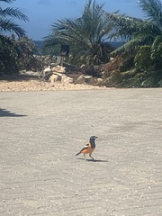 Icterus icterus