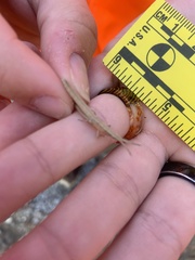 Achurum carinatum