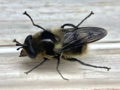 Criorhina nigripes