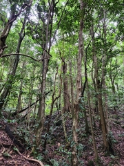 Ficus coronata