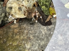 Pagurus hirsutiusculus