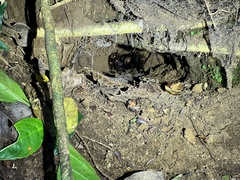 Megaphobema mesomelas