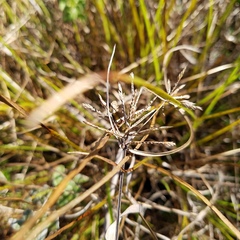 Cyperus lecontei