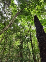Ficus coronata