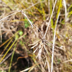 Cyperus lecontei