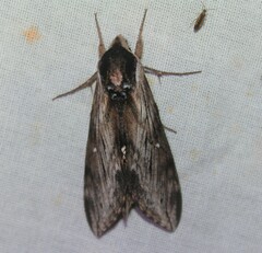 Sphinx poecila
