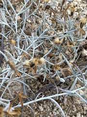 Porophyllum maritimum