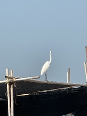 Ardea alba