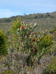 Banksia coccinea