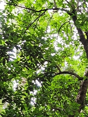 Ficus coronata