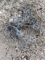 Porophyllum maritimum