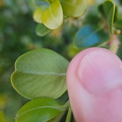 Buxus