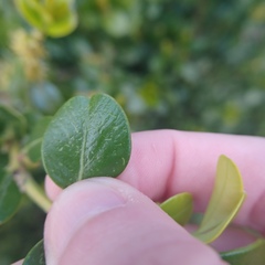 Buxus
