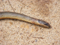 Elapognathus coronatus