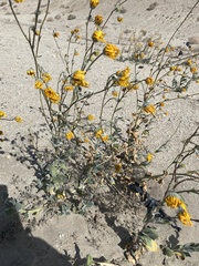 Geraea canescens