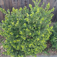 Buxus