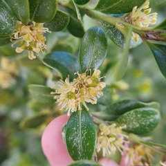 Buxus