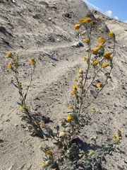Geraea canescens