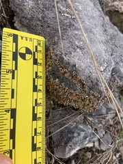 Psora pseudorussellii