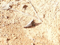 Tettigidea lateralis