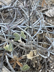 Porophyllum maritimum