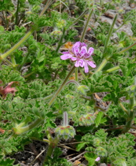 Pelargonium capitatum