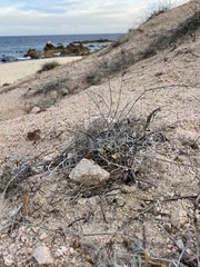 Porophyllum maritimum