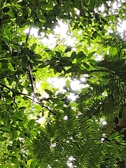 Ficus coronata