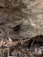 Latrodectus mactans