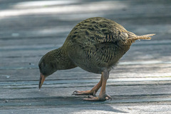 Gallirallus australis