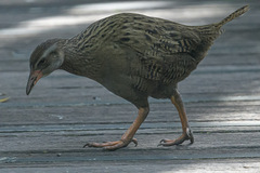 Gallirallus australis