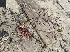Chylismia claviformis